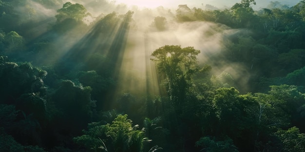 El amanecer en el bosque de coníferas