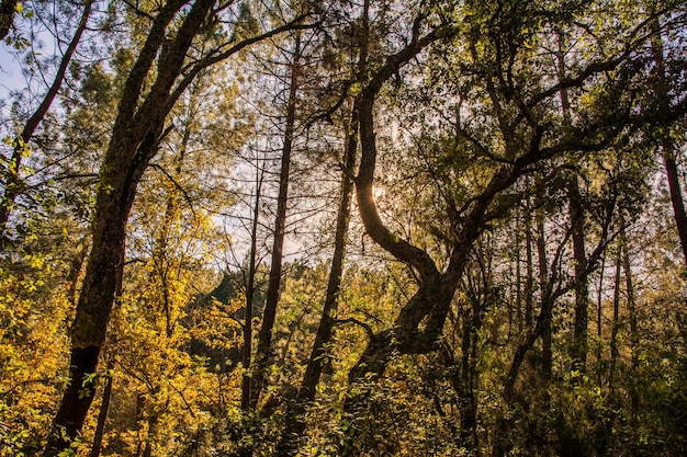 Amanecer En El Bosque. Fondo de la naturaleza. Luz Del Sol Que Mira A Escondidas A Través De Los árboles Del Bosque. Respira aire puro