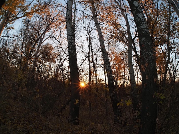 amanecer en el bosque de otoño