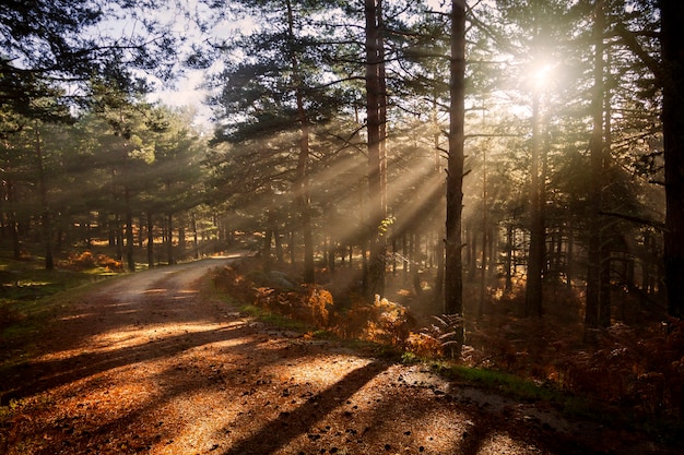 Amanecer en el bosque, rayos de sol penetrando entre los árboles. Fotografía de naturaleza en el parque natural, Peguerinos, Ávila, Castilla y León, España.