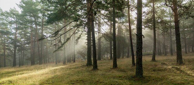 Amanecer en el bosque, rayos de sol penetrando entre los árboles. Fotografía de naturaleza en el parque natural, Peguerinos, Ávila, Castilla y León, España.