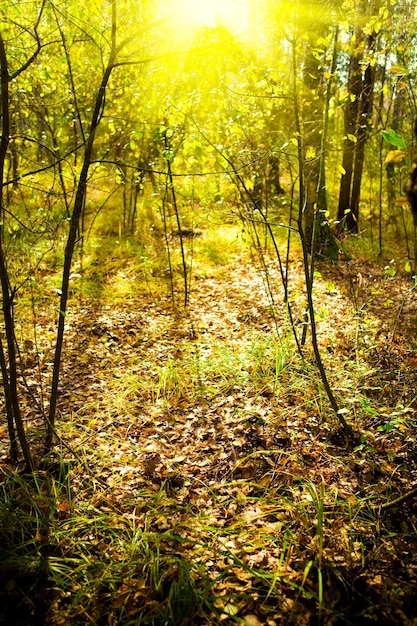 Amanecer en un bosque