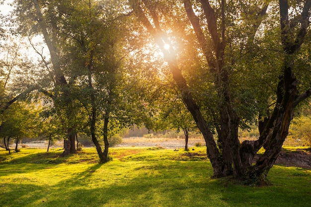 Amanecer brillante en el claro del bosque