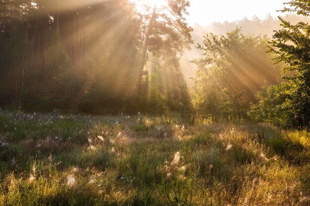 Amanecer brumoso en el bosque Primeros rayos de sol en la niebla