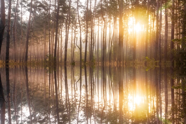 Foto amanecer brumoso en un lago del bosque primeros rayos de sol en la niebla