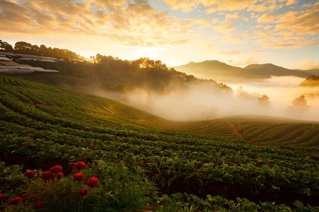 Amanecer brumoso por la mañana en el jardín de fresas en la montaña Doi Ang khang chiangmai tailandia