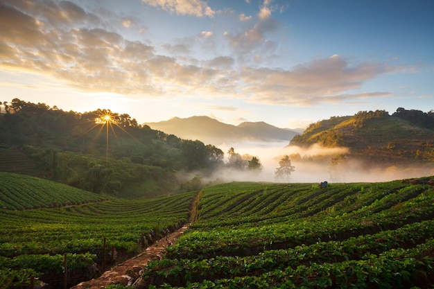 Amanecer brumoso por la mañana en el jardín de fresas en la montaña Doi angkhang chiangmai tailandia