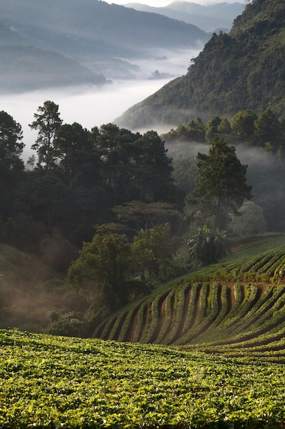 Amanecer brumoso por la mañana en el jardín de fresas en la montaña Doi angkhang chiangmai tailandia