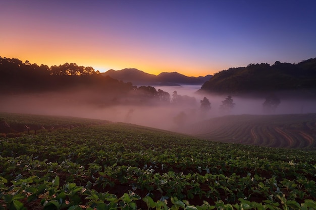 Amanecer brumoso por la mañana en el jardín de fresas en la montaña Doi Angkhang chiangmai thailandxA