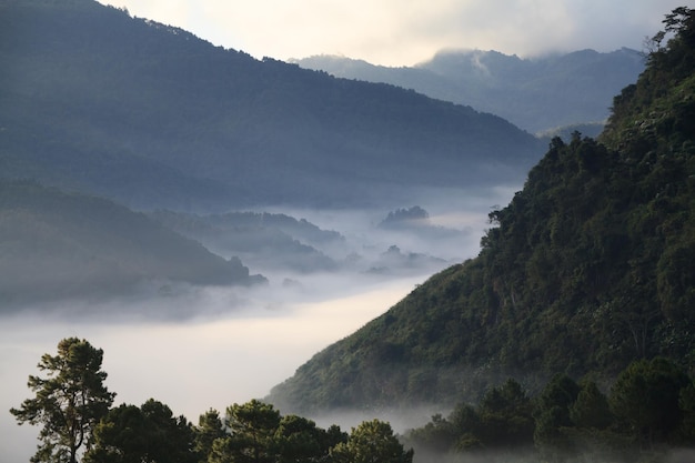 Amanecer brumoso por la mañana en la montaña Doi angkhang chiangmai tailandia