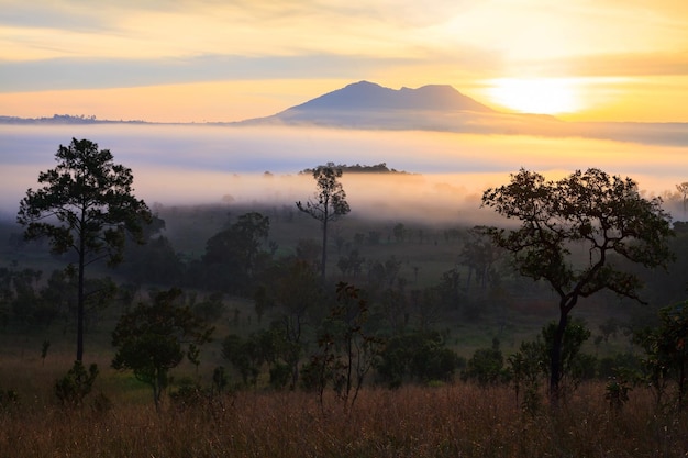 Amanecer brumoso por la mañana en la montaña en el Parque Nacional Thung Salang Luang PhetchabunThailand