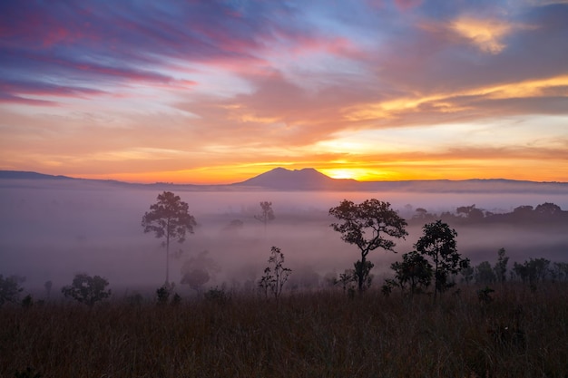 Amanecer brumoso por la mañana en el Parque Nacional Thung Salang Luang PhetchabunThailand