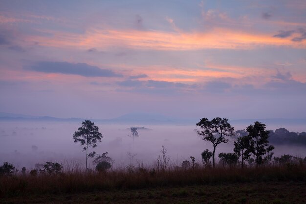 Amanecer brumoso por la mañana en el Parque Nacional Thung Salang Luang PhetchabunThailand