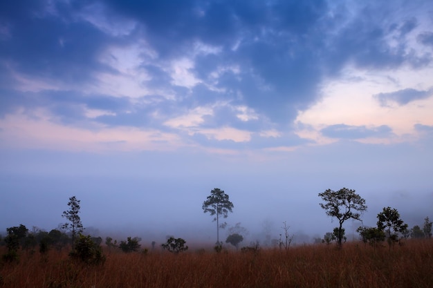 Amanecer brumoso en la montaña con nubes en el Parque Nacional Thung Salang Luang Phetchabun