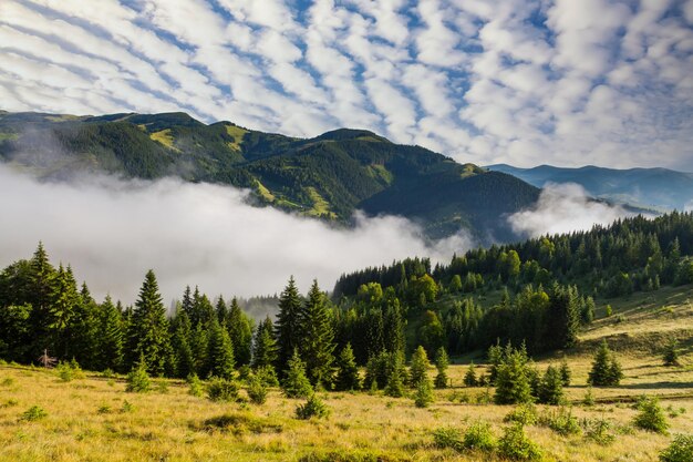 Amanecer brumoso en las montañas en verano Hermoso paisaje de verano en los Alpes