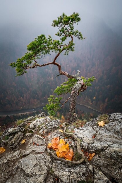 Amanecer brumoso en el pico Sokolica en las montañas Pieniny en otoño