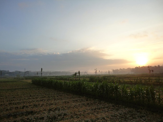 Amanecer en el campo de arroz después de la cosecha