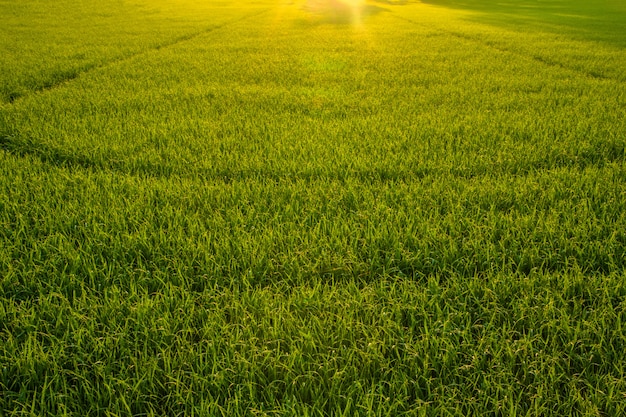 Amanecer en el campo de arroz