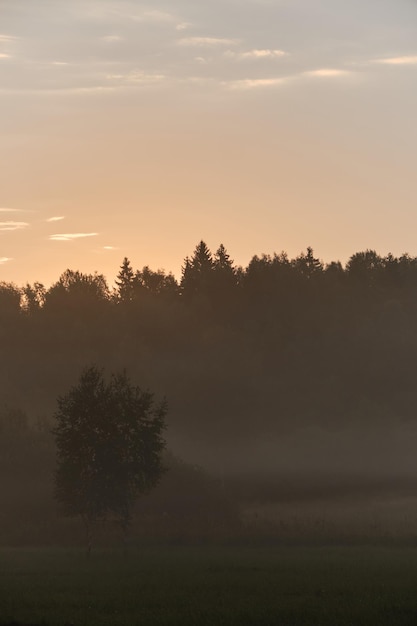Amanecer en el campo del bosque del pueblo y dos abedules se encuentran en la niebla iluminada por los rayos del sol naciente