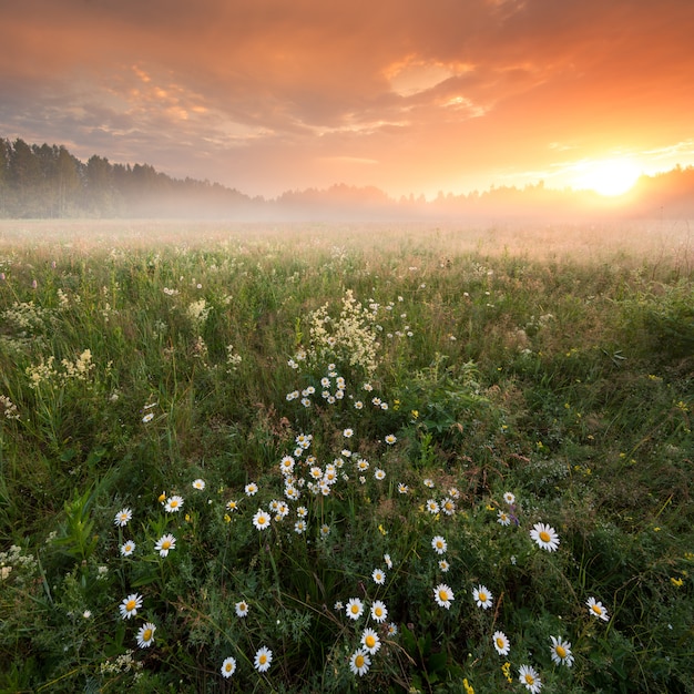 Amanecer en el campo de manzanilla.