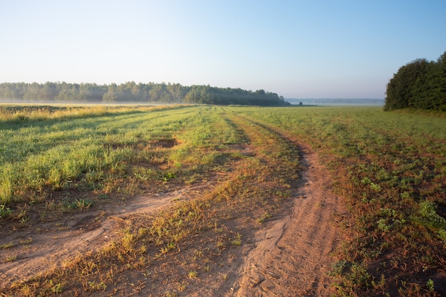 Amanecer en un campo en primavera o principios de verano con niebla y árboles