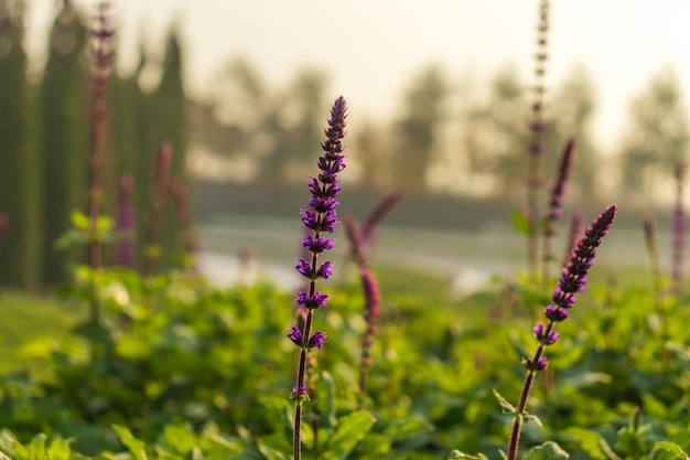 Amanecer de campo de salvia