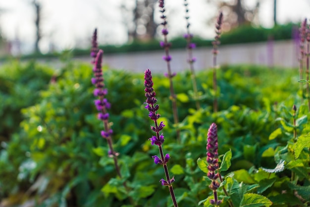 Amanecer de campo de salvia