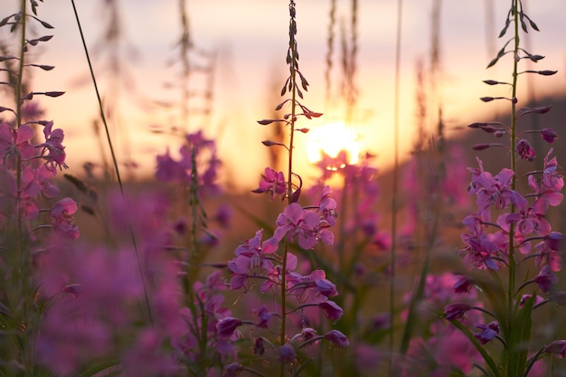 Amanecer en el campo temprano en la mañana. Luz del sol suave. Las flores silvestres florecen en verano, el campo está cubierto de hierba. Área rural