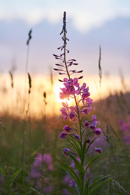 Amanecer en el campo temprano en la mañana. Luz del sol suave. Las flores silvestres florecen en verano, el campo está cubierto de hierba. Área rural