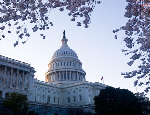 Amanecer en el Capitolio con flores de cerezo enmarcando la cúpula