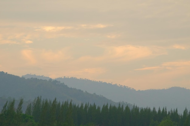 Amanecer de colores en el paisaje del bosque de pinos