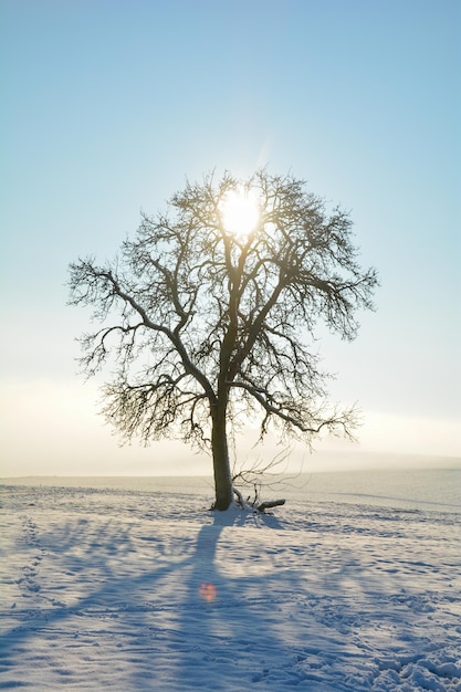 Foto el amanecer detrás de un árbol en un frío y nevado día de invierno en el spessart baviera alemania