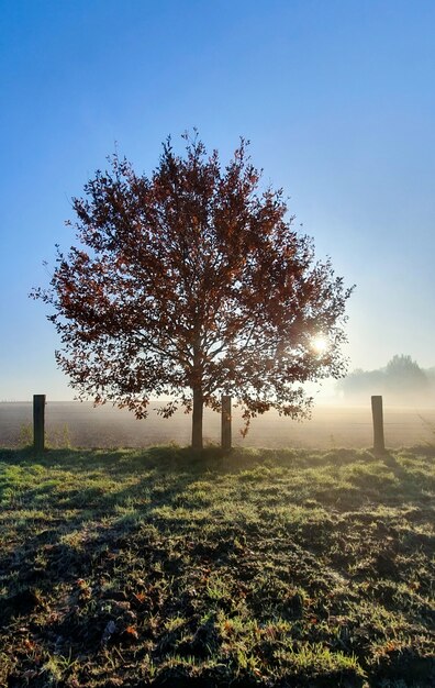 Amanecer detrás de un solo árbol