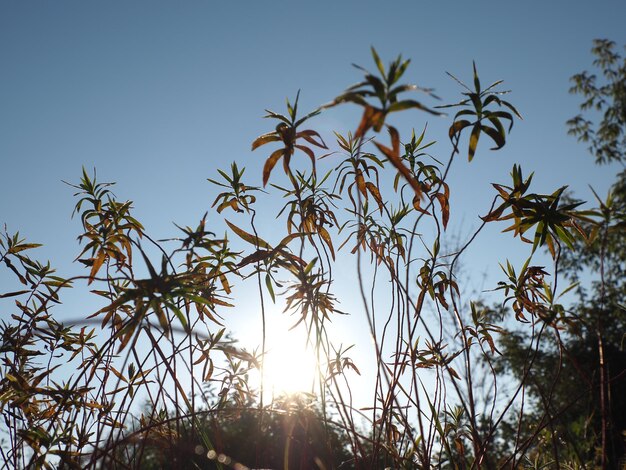 el amanecer en el fondo de los arbustos de Euphorbia