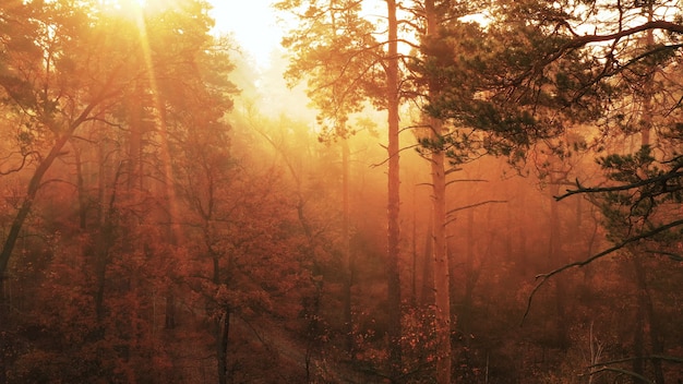 Amanecer en un hermoso bosque con árboles altos.