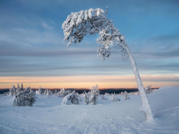 Amanecer de invierno con un árbol de fantasía congelado cubierto de nieve Mágicas y extrañas siluetas de árboles cubiertas de nieve Naturaleza dura del Ártico