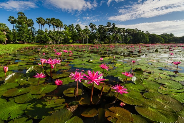 Amanecer en el lago con lotos Camboya Angkor Wat