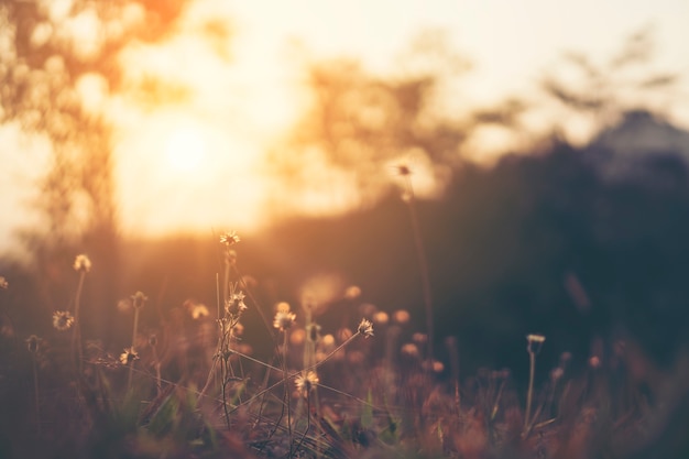 amanecer de mañana con flores y césped en la luz del sol