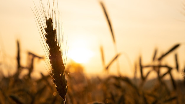 Amanecer de mañana de otoño, sol hermoso amanecer en campo de trigo.