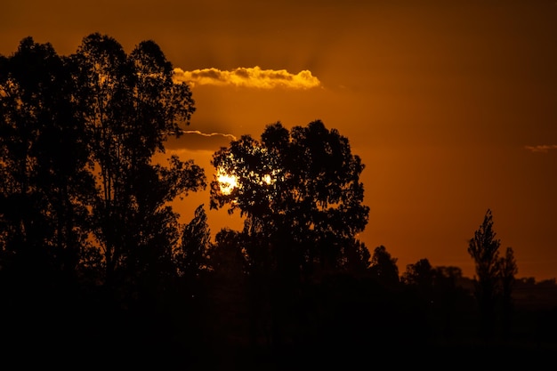 Amanecer naranja con sol detrás de los árboles