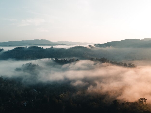 El amanecer y la niebla en el bosque.