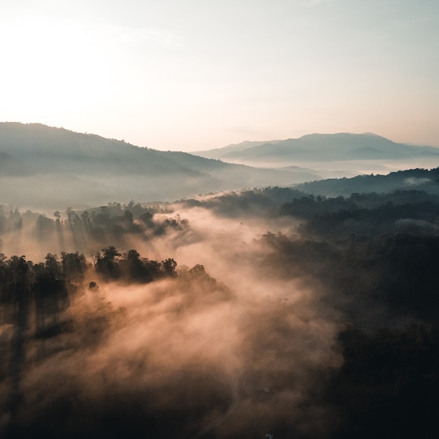 El amanecer y la niebla en el bosque.