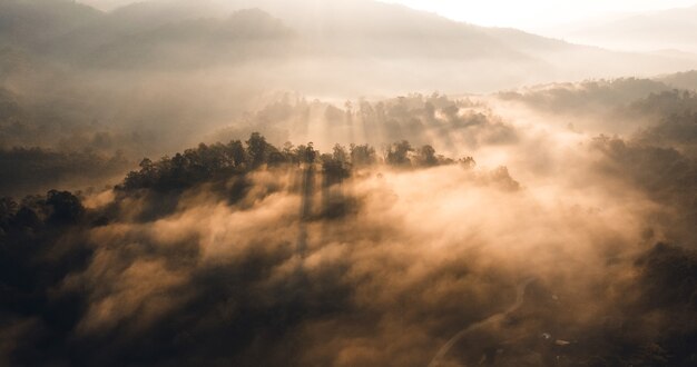 El amanecer y la niebla en el bosque.