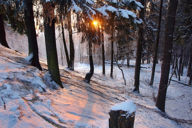 Amanecer en un parque de invierno, los rayos del sol atraviesan una gran rama de abeto