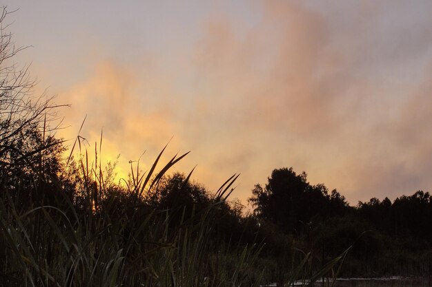 Amanecer en el río con niebla matutina. Niebla sobre el reflejo del bosque de agua y árboles en el lago. Naturaleza y paisaje. Atardecer con sol apareciendo en el cielo azul. Verano en el campo. Paisaje brumoso y brumoso