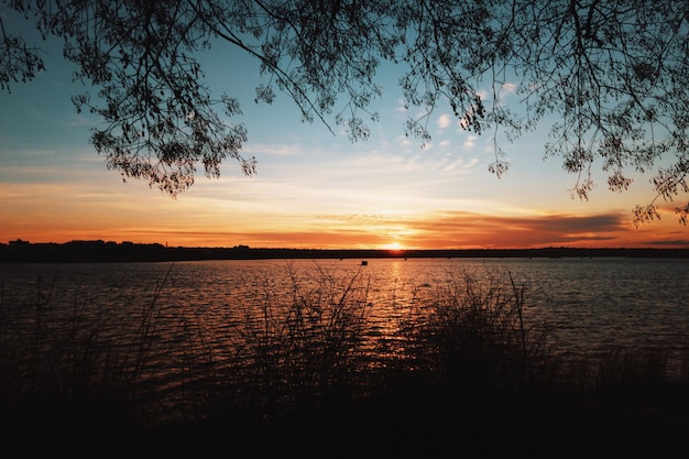 Amanecer en la silueta del río de ramas de árboles y plantas enfoque suave