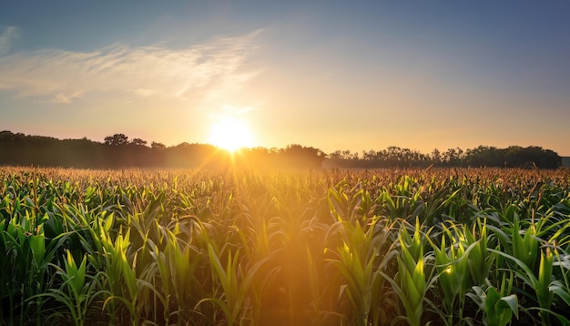 Amanecer sobre campo de maíz El sol brilla directamente en la cámara en una mañana fresca temprano