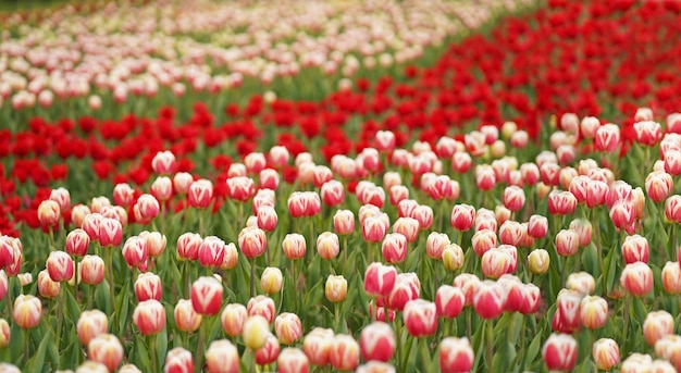 Amanecer sobre la tierra agrícola durante la temporada de primavera con coloridos campos de tulipanes hermoso ramo de flores de tulipanes de primavera