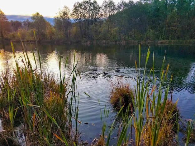 Amanecer del sol y siluetas de patos en un lago azul en Kazan