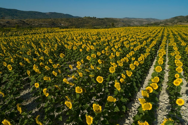 Amanecer de verano sobre el campo de girasol foto de archivo